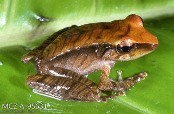 Media type: image;   Herpetology A-95631 Description: Photo of animal in life, taken in the field by Dr. Kenneth Ichiro Miyata. A slide of the photo was scanned in 2012 by Melissa Wooley.;  Aspect: lateral